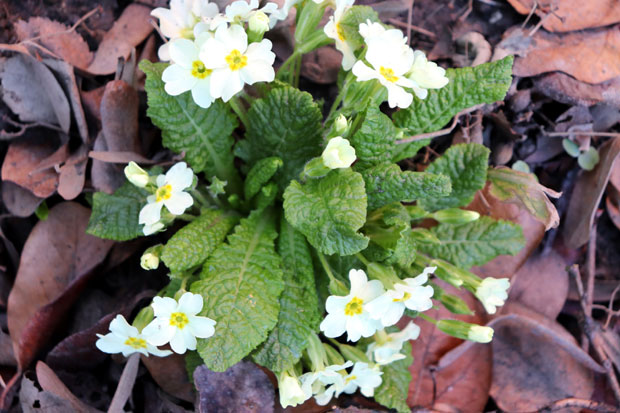 Поранило ПРОЛЕЋЕ у Поморављу: Процветали јаглаци, бабино уво, пчеле лете